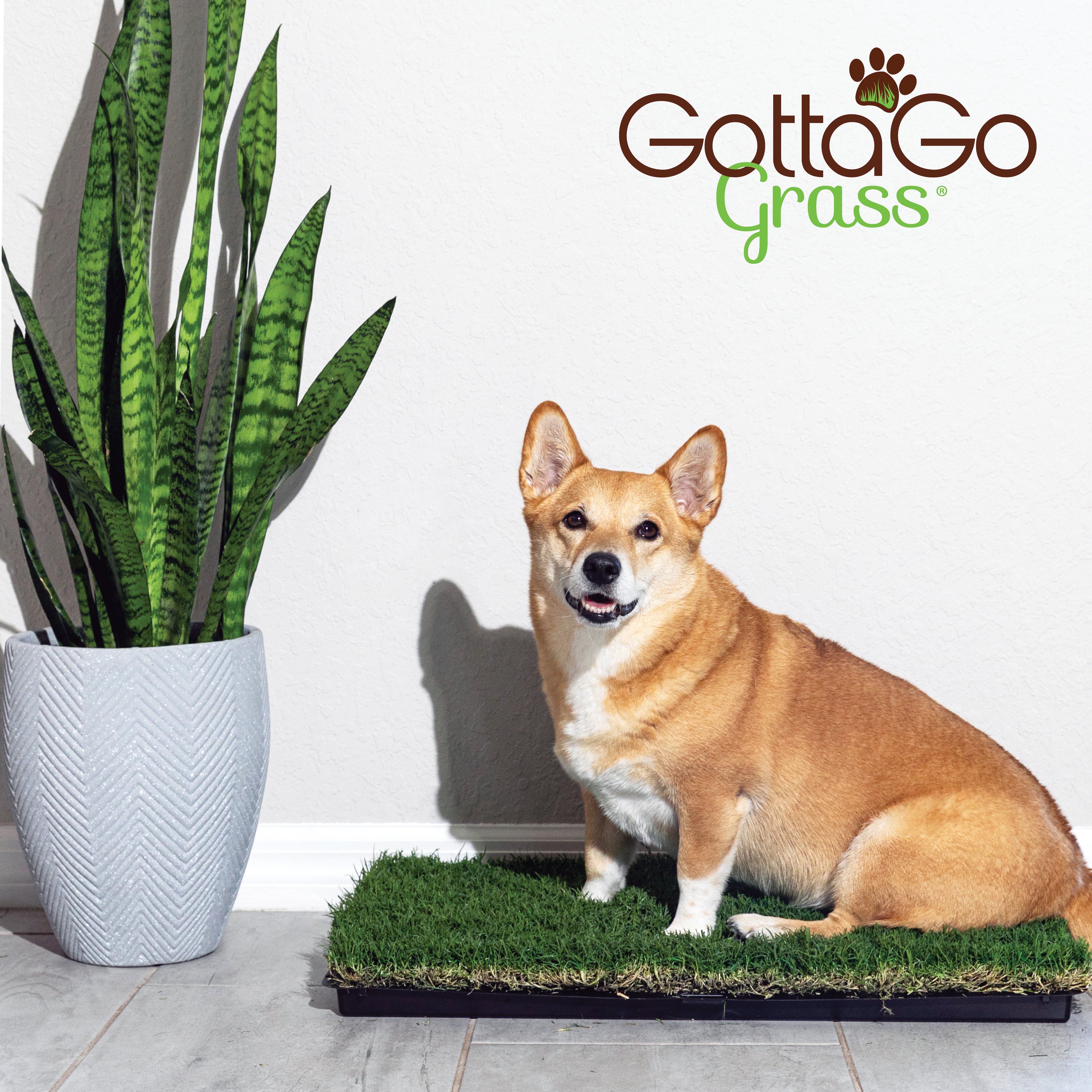 Gotta Go Grass with Tray (1 pk)