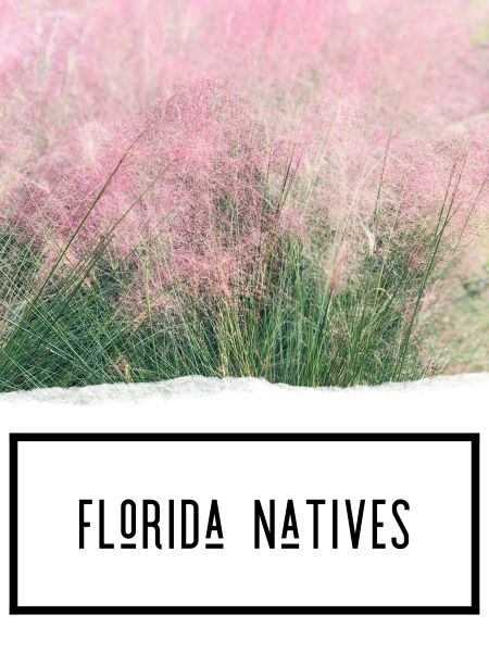 Florida Natives
