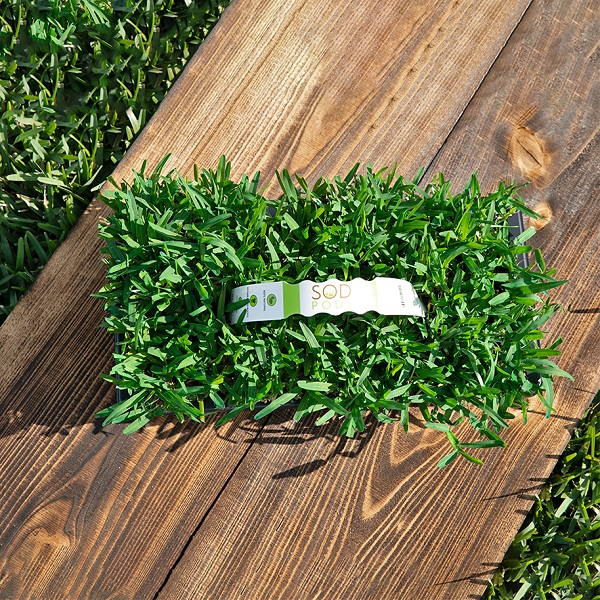 SodPods® 'Seville' St. Augustine