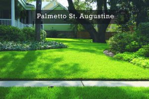 Palmetto®