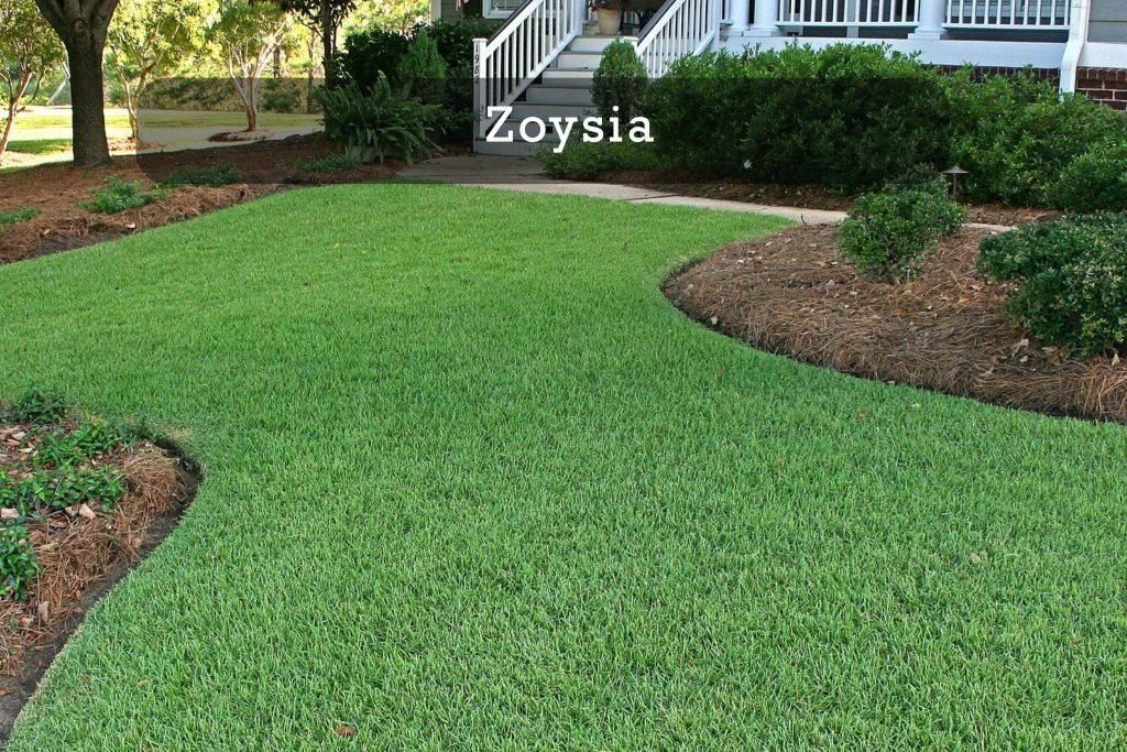 Zoysia