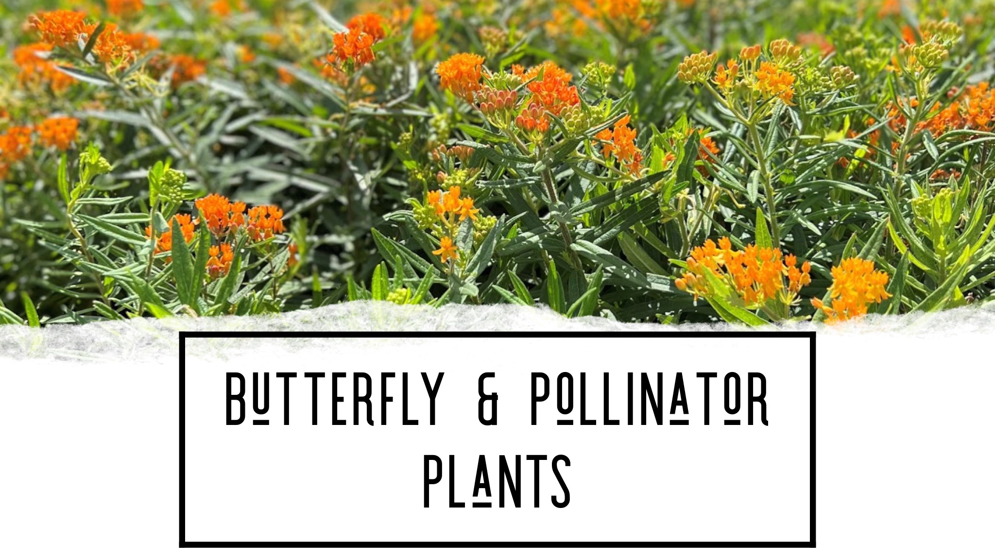 Butterfly & Pollinator Plants