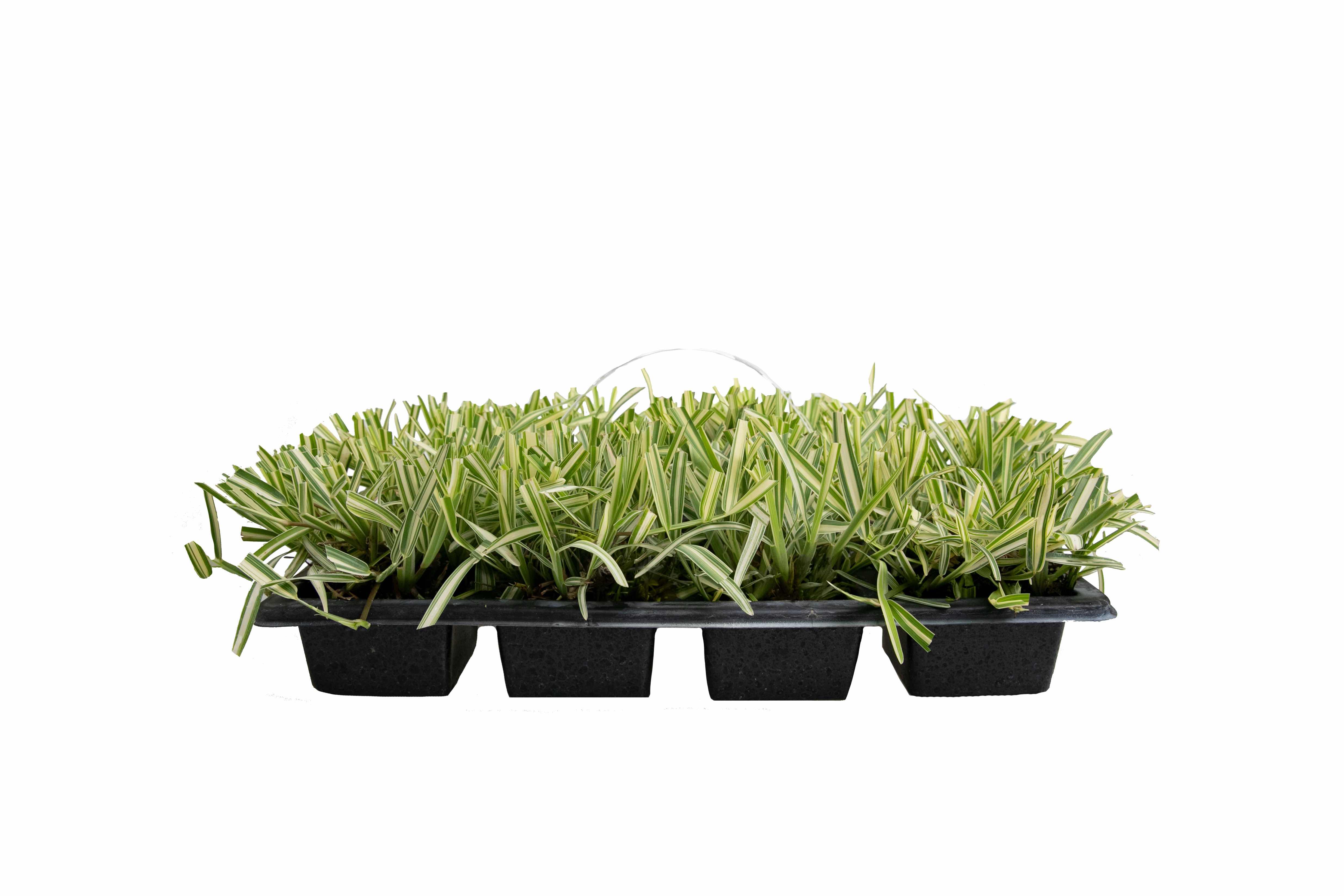 SodPods \'Dorado\' Variegated St. Augustine 16 Pack