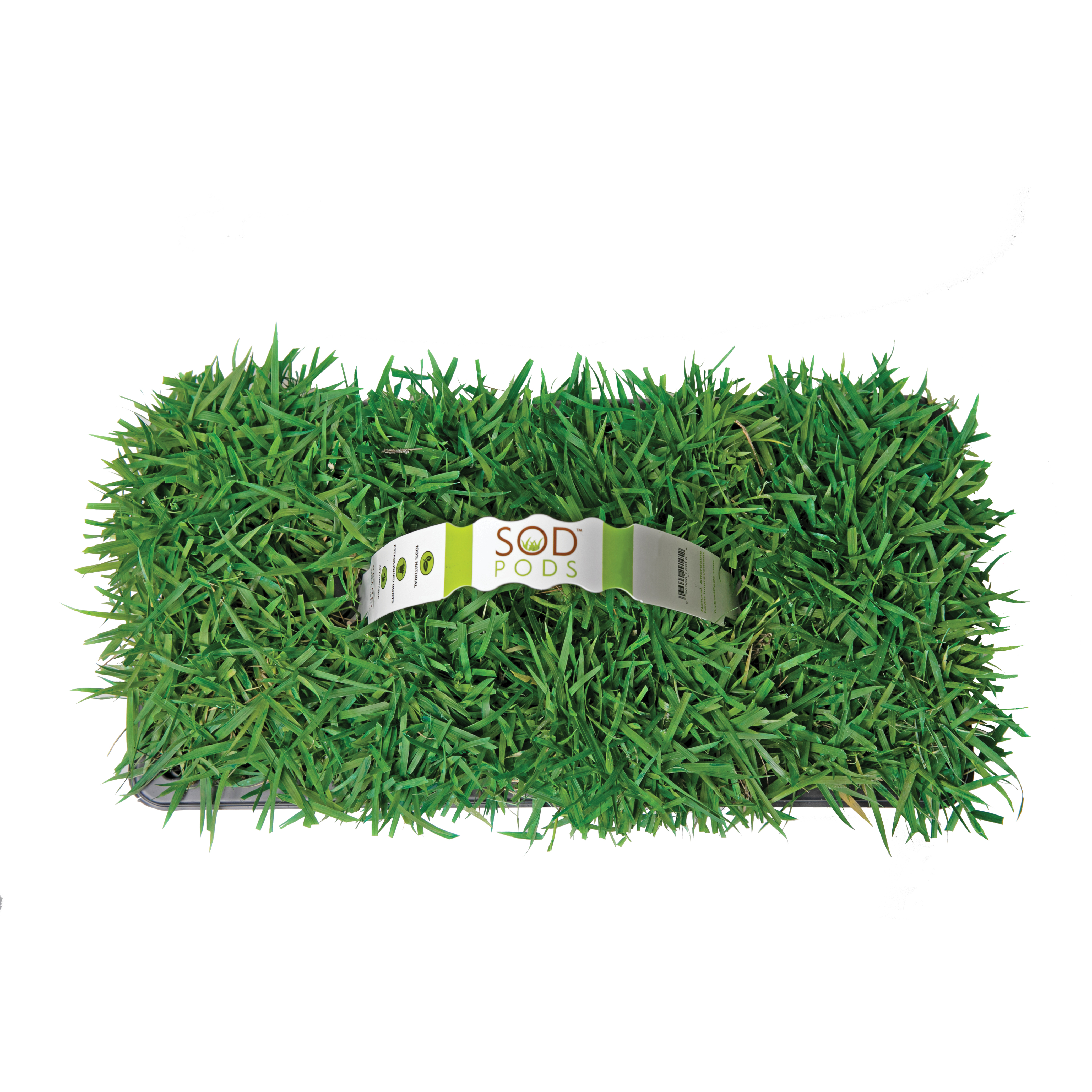 SodPods Zoysia 16 Pack