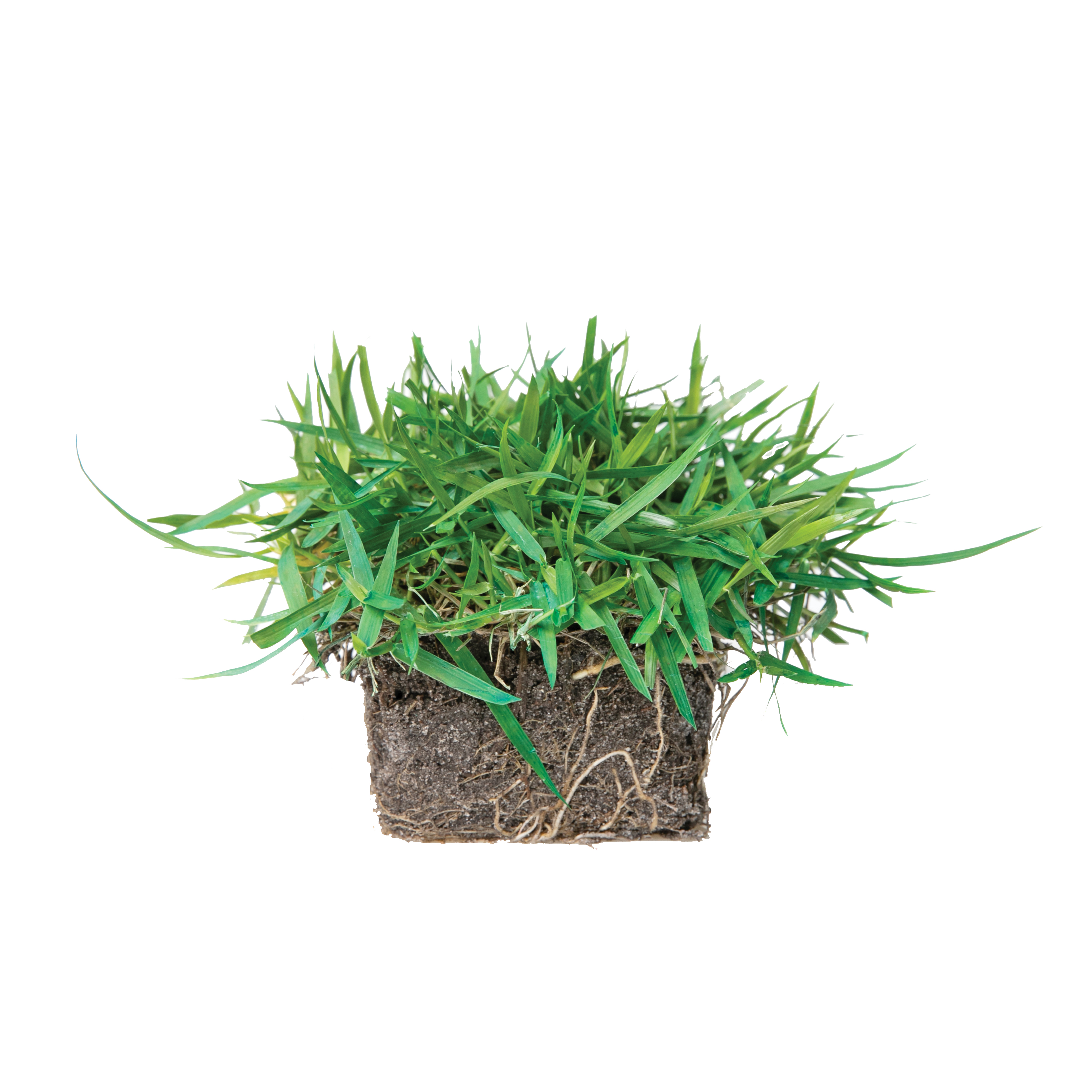 SodPods Zoysia 16 Pack