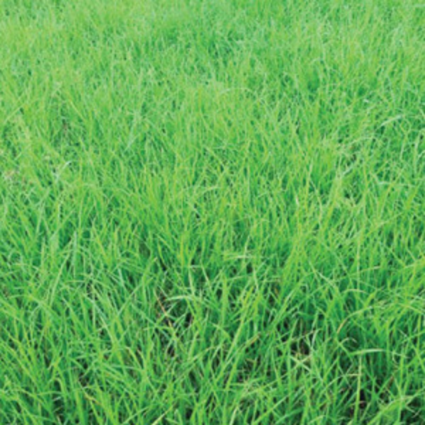 Oregon Grown Annual Ryegrass seed 1