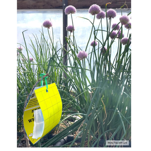 SeaBright Laboratories Yellow Sticky Traps 