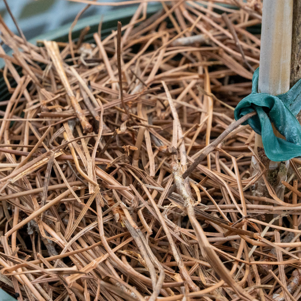 CleanStraw® Premium Pine Straw 