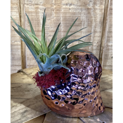 Eve's Air Plant Dimple Heart Vase Pink