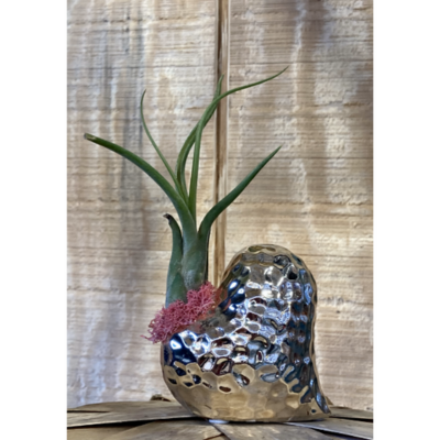 Eve's Air Plant Dimple Heart Vase Gold