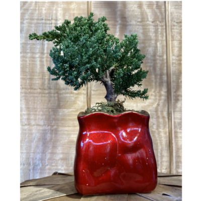Eve's Bonsai Juniper Red Vase Small