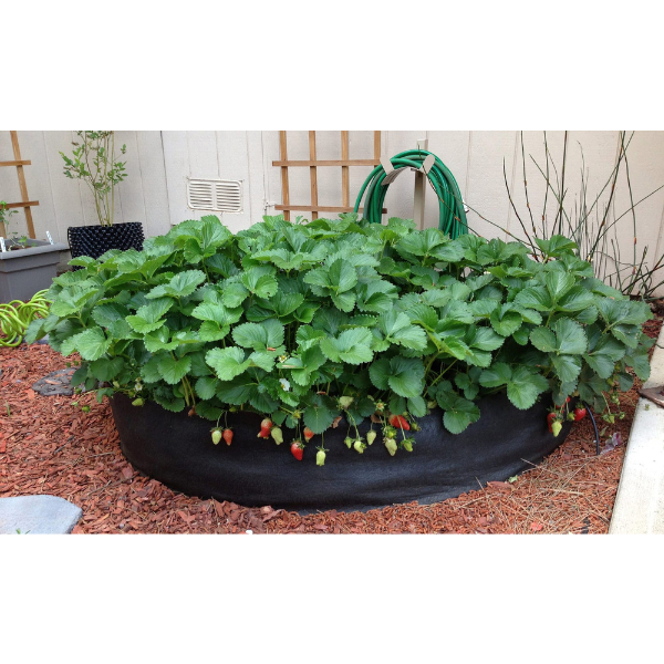 Smart Pot Starwberries