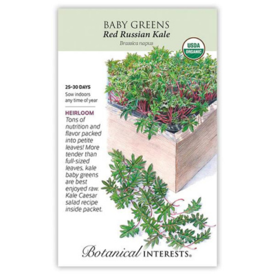 Baby Greens - Red Russian Kale Organic