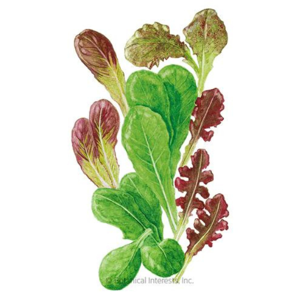 Baby Greens - Market Day Lettuce Mesclun Organic 1