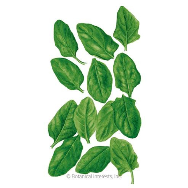 Baby Greens - Spinach 1