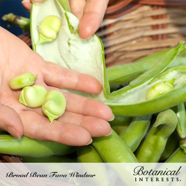 Bean Fava - Windsor 2