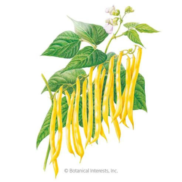 Bean Bush Gold Rush Organic 1