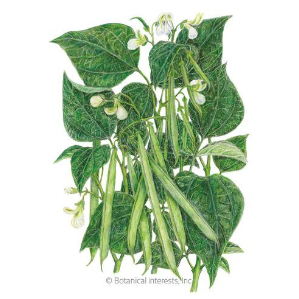 Bean Bush Jade 1