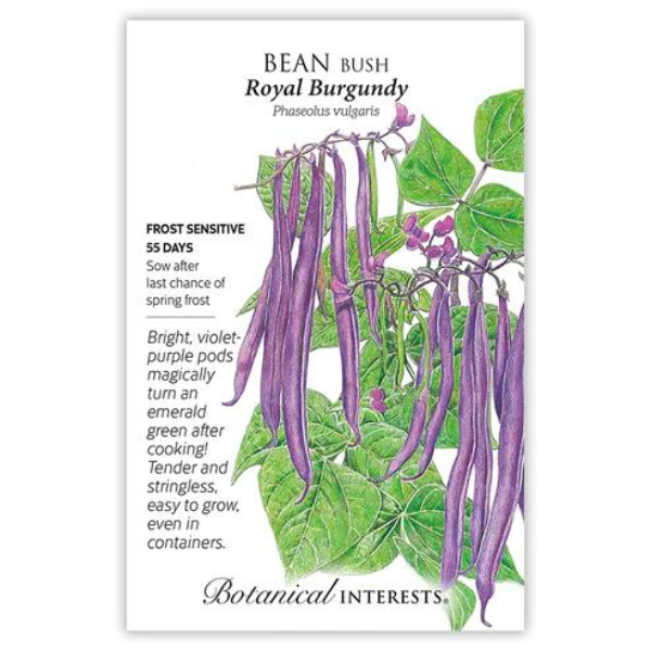 Bean Bush Royal Burgundy