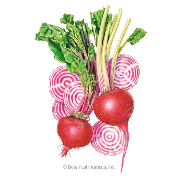 Chioggia Beet Organic 1