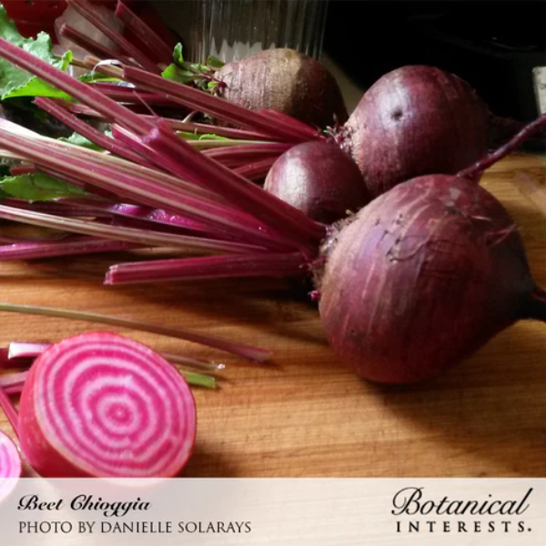 Chioggia Beet Organic 2