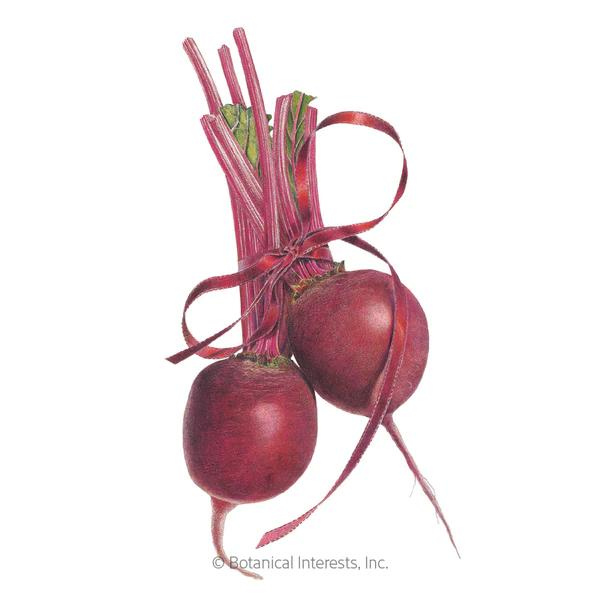 Detroit Dark Red Beet Organic 1