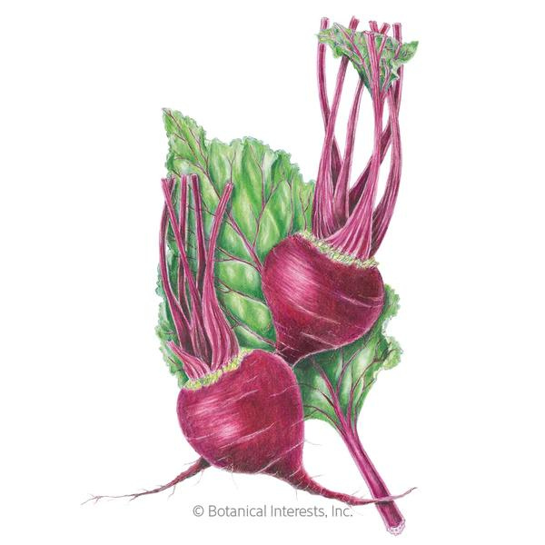 Early Wonder Beet Organic 1