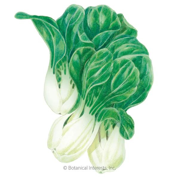 Bok Choy Baby Choi Organic 1