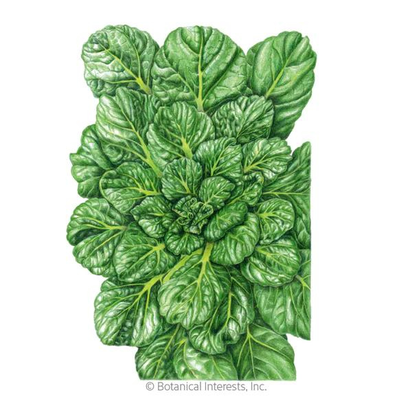 Bok Choy Tatsoi Rosette 1