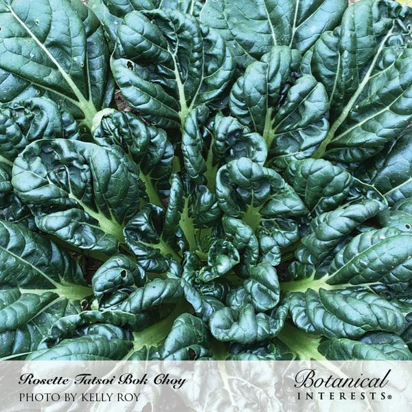 Bok Choy Tatsoi Rosette 2