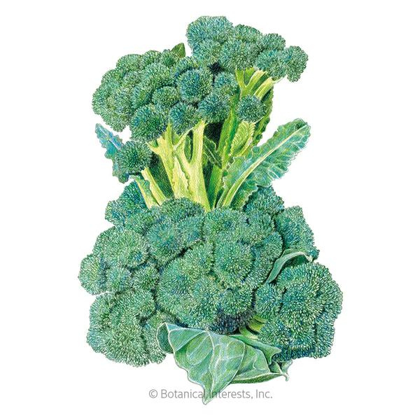 Broccoli Di Cicco Organic 1