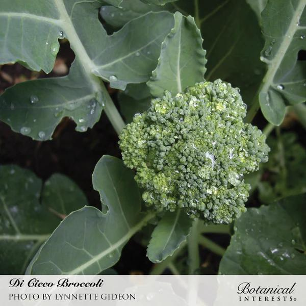 Broccoli Di Cicco Organic 2