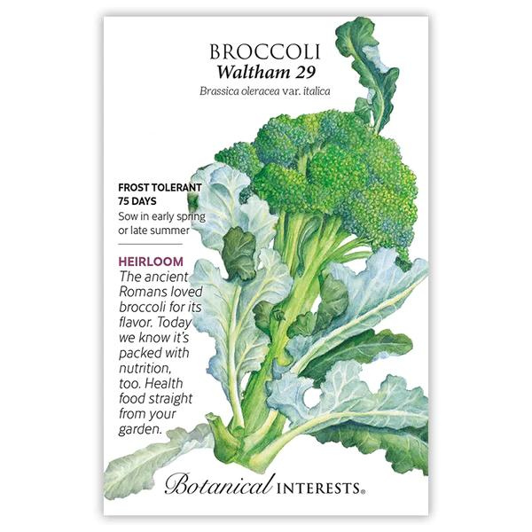 Broccoli Waltham 29