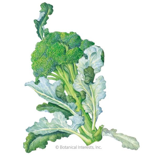 Broccoli Waltham 29 1