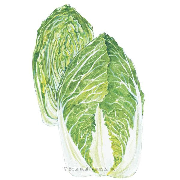 Cabbage 1 Kilo Slow Bolt Napa 1