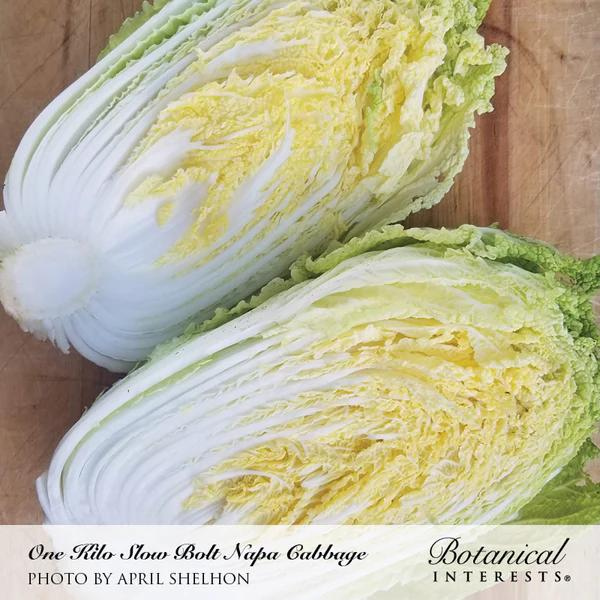 Cabbage 1 Kilo Slow Bolt Napa 2