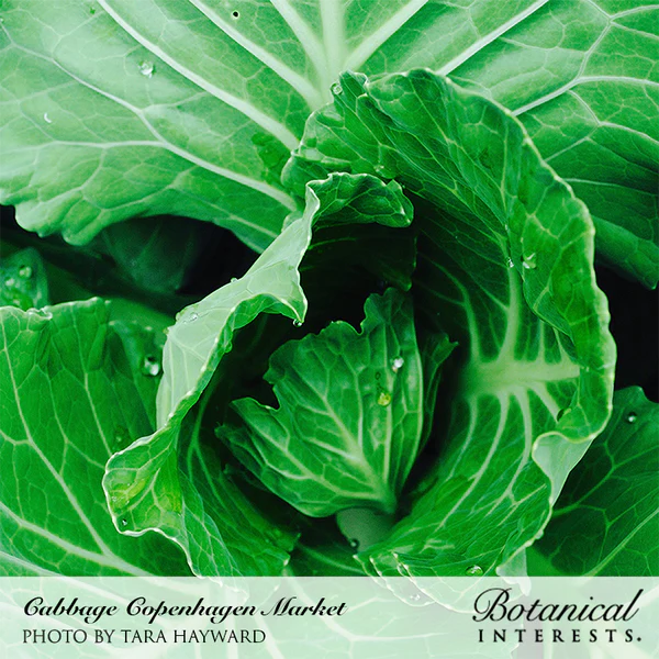 Cabbage Copenhagen Market 2