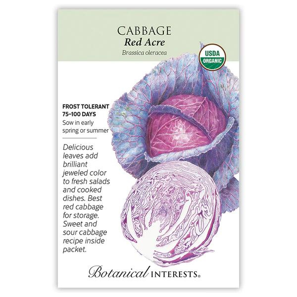 Cabbage Red Acre Organic 