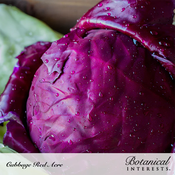 Cabbage Red Acre Organic 2