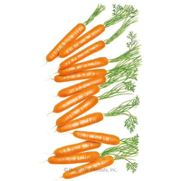 Carrot Little Finger Organic 1