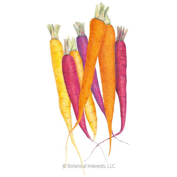 Carrot Carnival Blend Organic 1