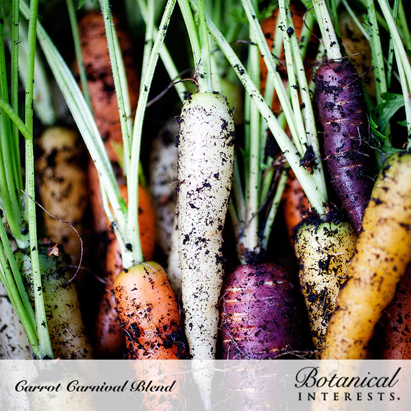 Carrot Carnival Blend Organic 2