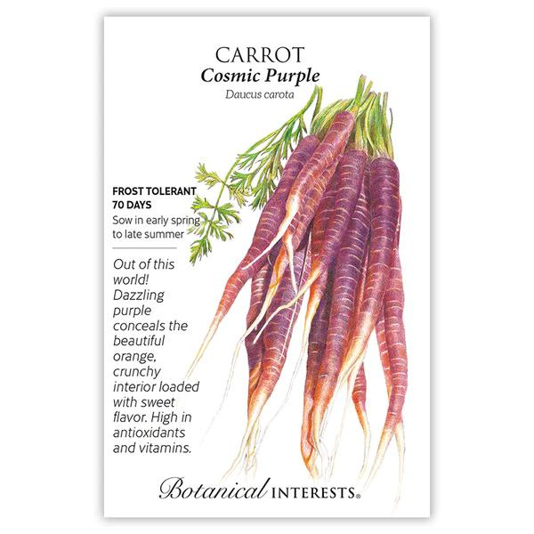 Carrot Cosmic Purple