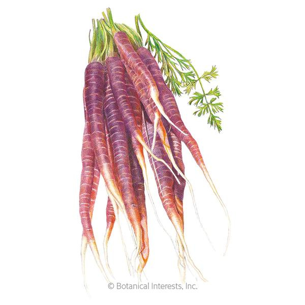 Carrot Cosmic Purple 1