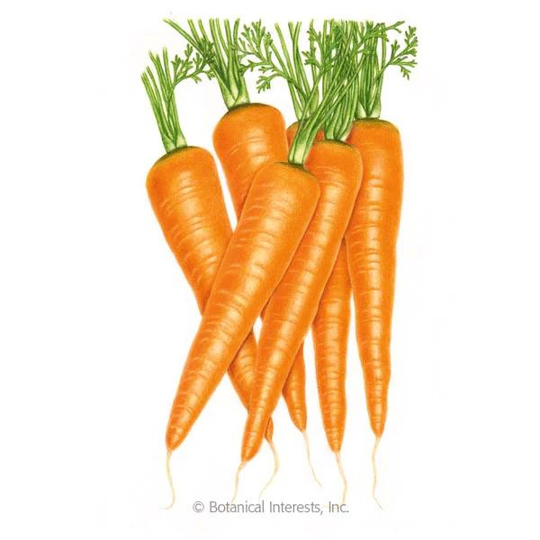 Carrot Danvers 126 Organic 1