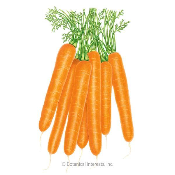 Carrot Scarlet Nantes Organic 1
