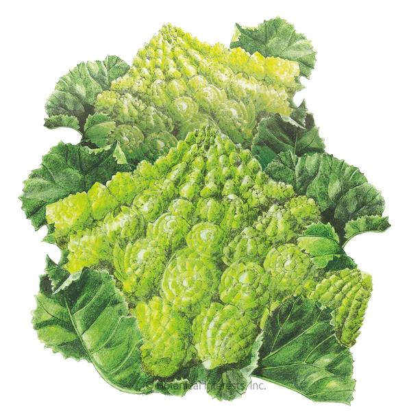 Cauliflower Romanesco 1