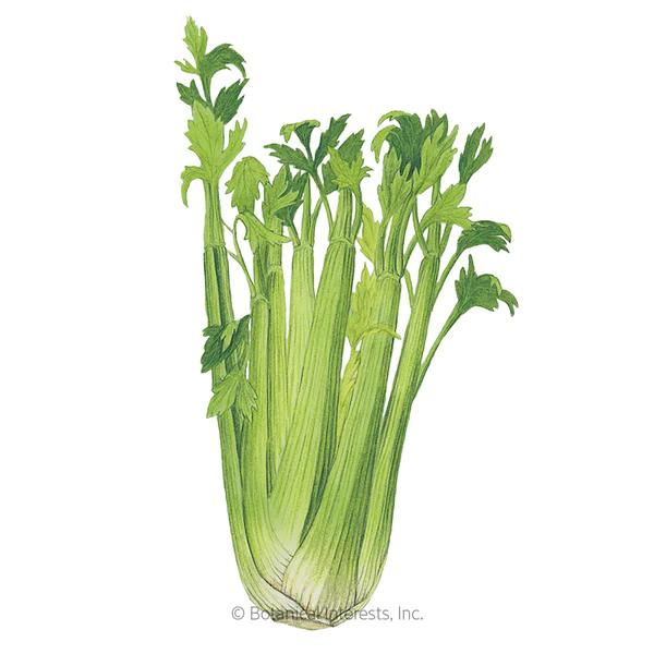Celery Utah 1