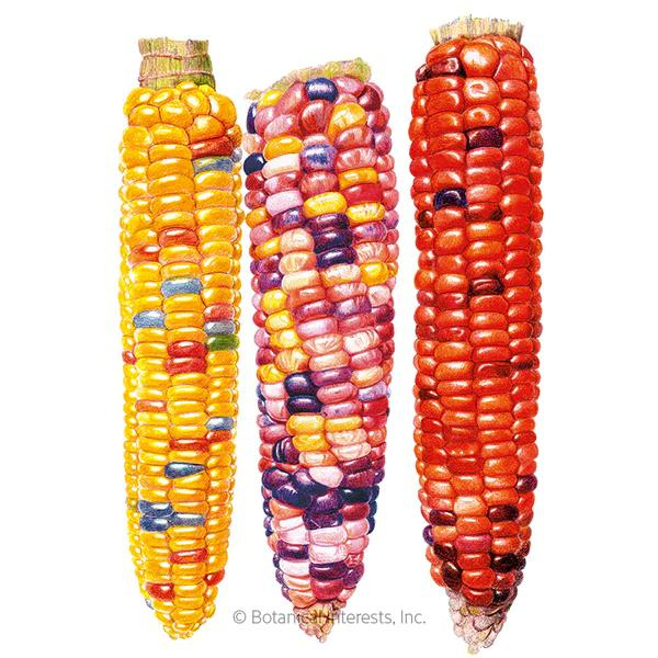 Corn Sweet Painted Hill Organic 1.png