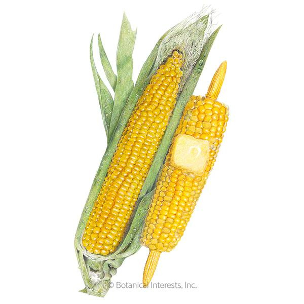 Corn Sweet True Gold Organic 1